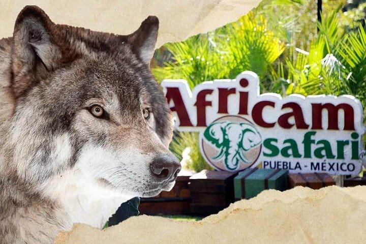 Africam Safari Tour from Puebla 2