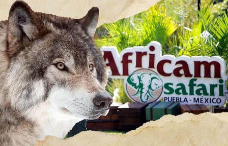 Wildlife Safari Tour from Puebla to Africam Safari