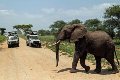 2 Days Amboseli National Park Safari Experience