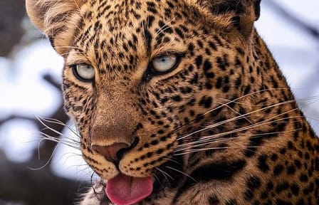 3 Days Maasai Mara Private Safari