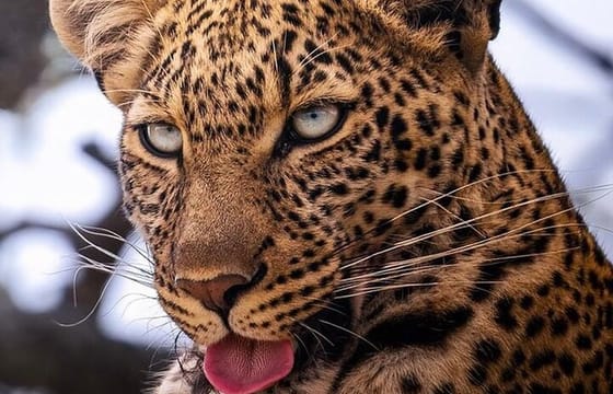 3 Days Maasai Mara Private Safari