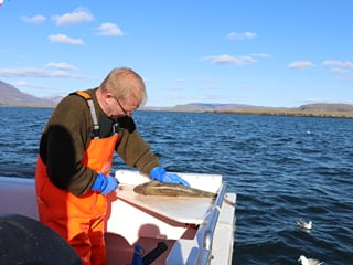 Reykjavik City Walk and Sea Angling, photo 22