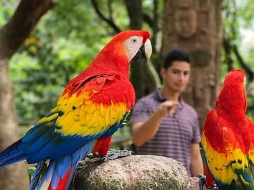 Wildlife Encounter and Macaw Market Tour in French Harbour