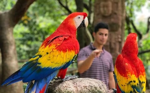 Wildlife Encounter and Macaw Market Tour in French Harbour