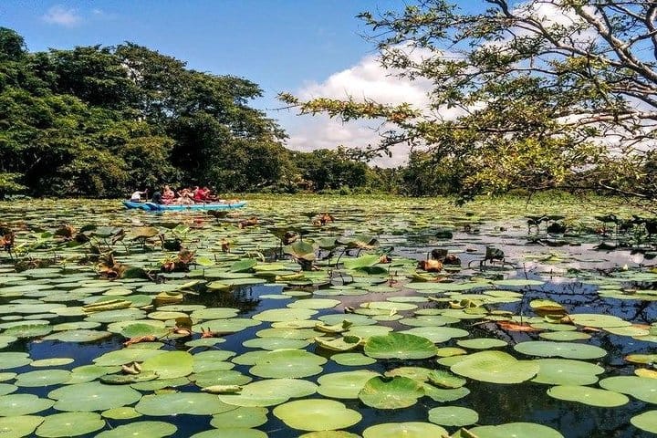 Pidurangala & Hiriwaduna Village Tour from Kandy 6