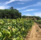 Wine tour in Saint tropez country side - AOP Côtes de provence 1