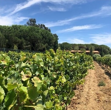 Wine tour in Saint tropez country side - AOP Côtes de provence