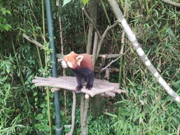13-Day Cultural and Panda Tour in Beijing and Chengdu