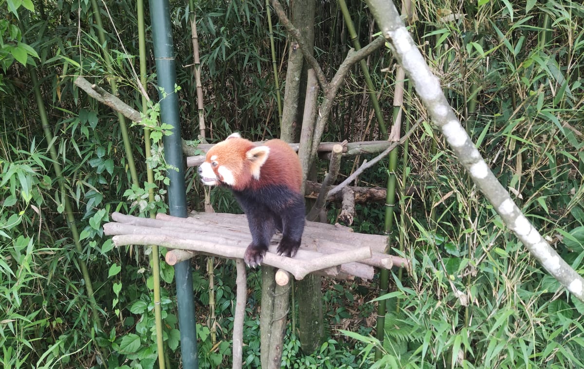 13-Day Cultural and Panda Tour in Beijing and Chengdu