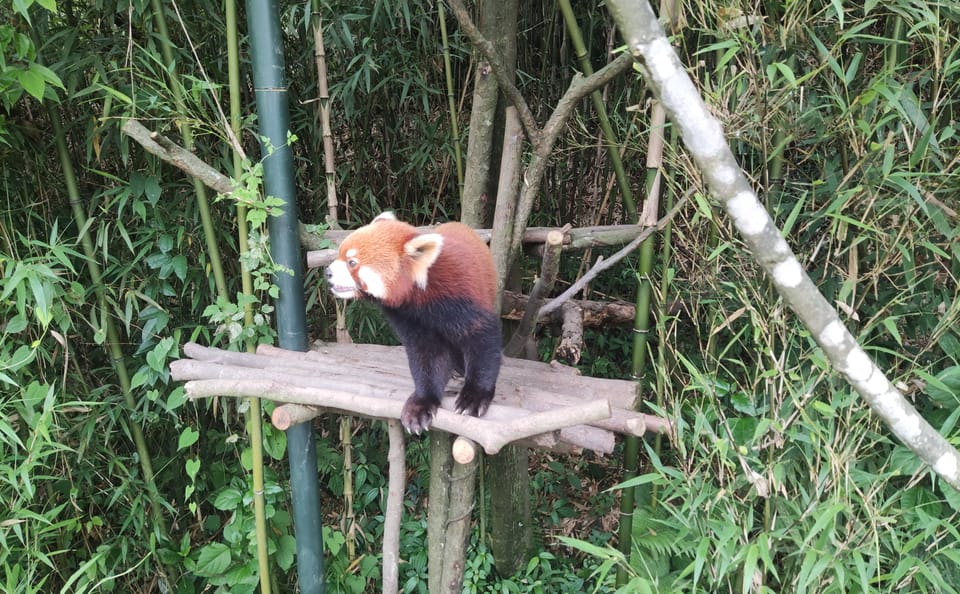 13-Day Cultural and Panda Tour in Beijing and Chengdu
