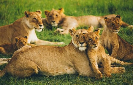 3 Days Tsavo East and West Safari Tour from Nairobi on 4×4 Jeep