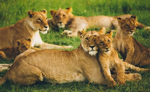 3-Day Tsavo East and West Safari from Nairobi in 4x4 Jeep