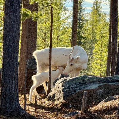Visit a Real Reindeer Farm - Image 8