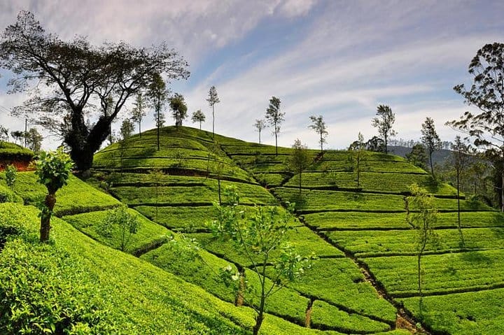 Tea Plucking & Tea Factory Tour