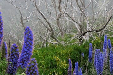 4x4 Adventure Tour of Madeira's Vineyards and Landscapes