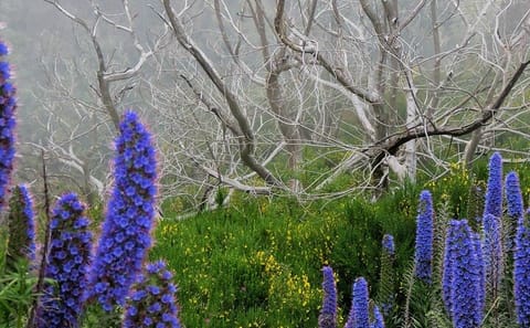4x4 Adventure Tour of Madeira's Vineyards and Landscapes