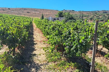 Wine Raki and Olive Oil tasting in Heraklion