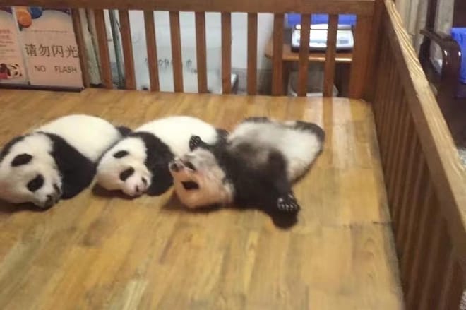 Private Chengdu Panda Base Day Tour by Round-way Flight from Shanghai 8