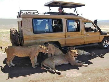 8 Days, 7 Nights Safari – Lake Nakuru, Maasai Mara, Naivasha and Amboseli Park