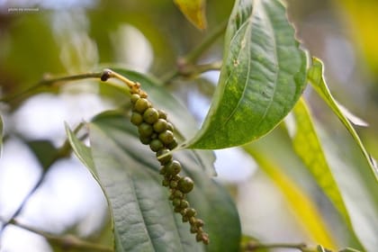 Half-day Phu Quoc Island Experience