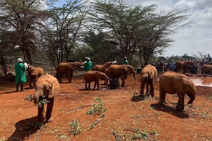 Day Tour to Giraffe Center & David Sheldrick Elephant Trust
