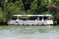 Black River Safari Boat Tour