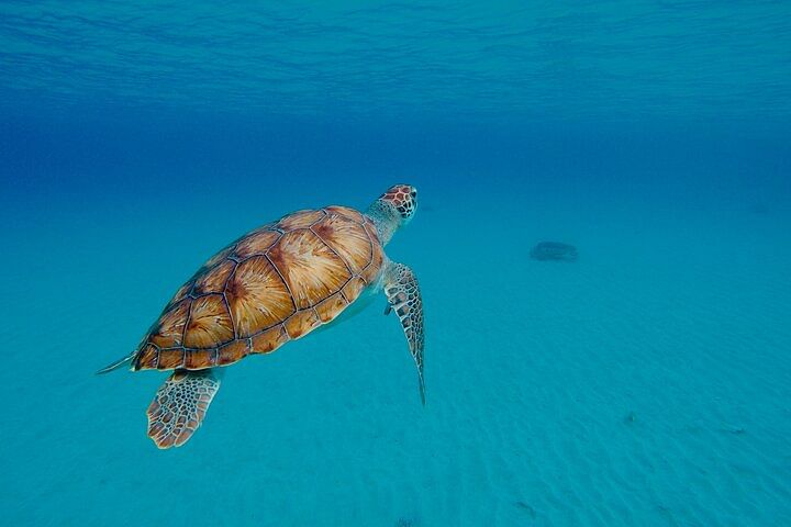 Beach Hopping Curacao; UTV/Buggy All Inclusive Semi Private Tour