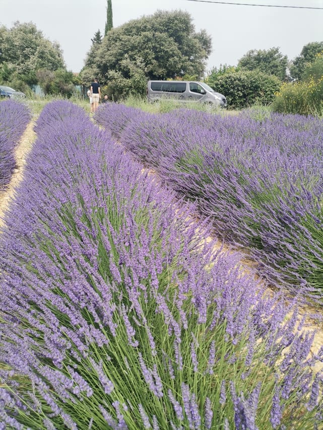 Live a real and unique experience in a lavender field 7