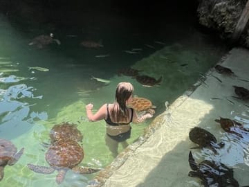 Swim with Sea Turtles in The Lagoons, Zanzibar