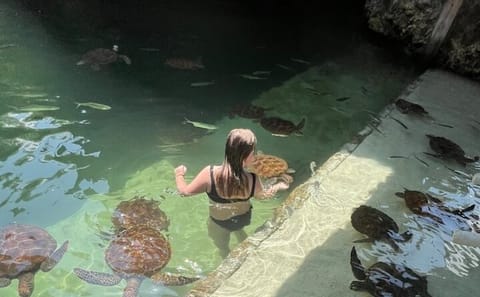 Swim with Sea Turtles in The Lagoons, Zanzibar