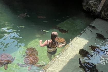 Swim with Sea Turtles at The Lagoons Zanzibar