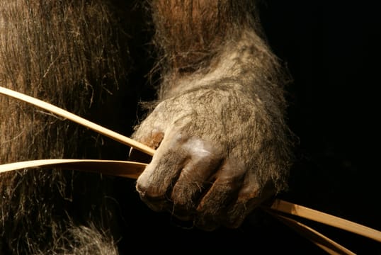 La Cuna de la Humanidad: Viaje a Nuestros Orígenes - en Español