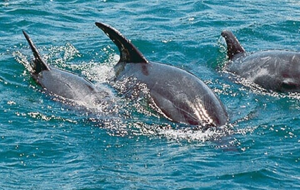 Dolphin and Snorkling Tour in Watamu