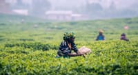 Nuwara Eliya Day Tour from Kandy 1