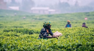 Nuwara Eliya Day Tour from Kandy