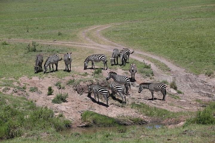 Zebras in nakuru