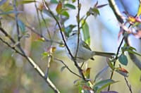 Bird Watching Doi Inthanon  7