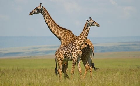 Nairobi Layover Tour to Giraffe Center Experience