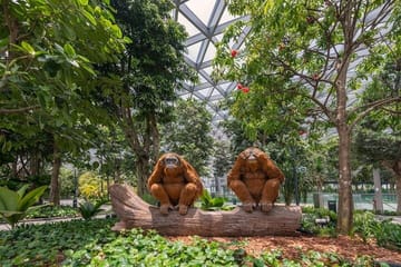 Walking Net Adventure and Canopy Park Access at Jewel Changi Airport