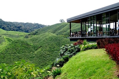 Cameron Highlands Day Tour from Ipoh with lavender garden and tea plantation