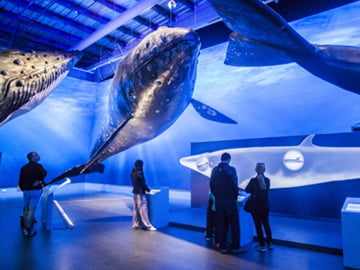 Discover Life-Size Whales at Whales of Iceland