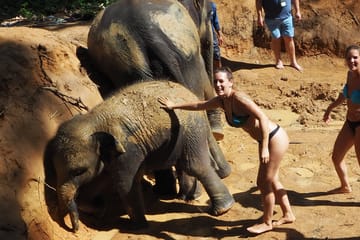 Pattaya: Ethical Elephant Sanctuary Day Trip (EJS Pattaya)