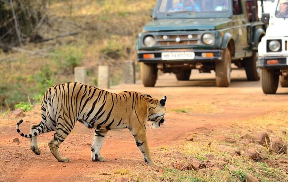 Nagpur to Vizag Tribal Villages & Tiger Safari