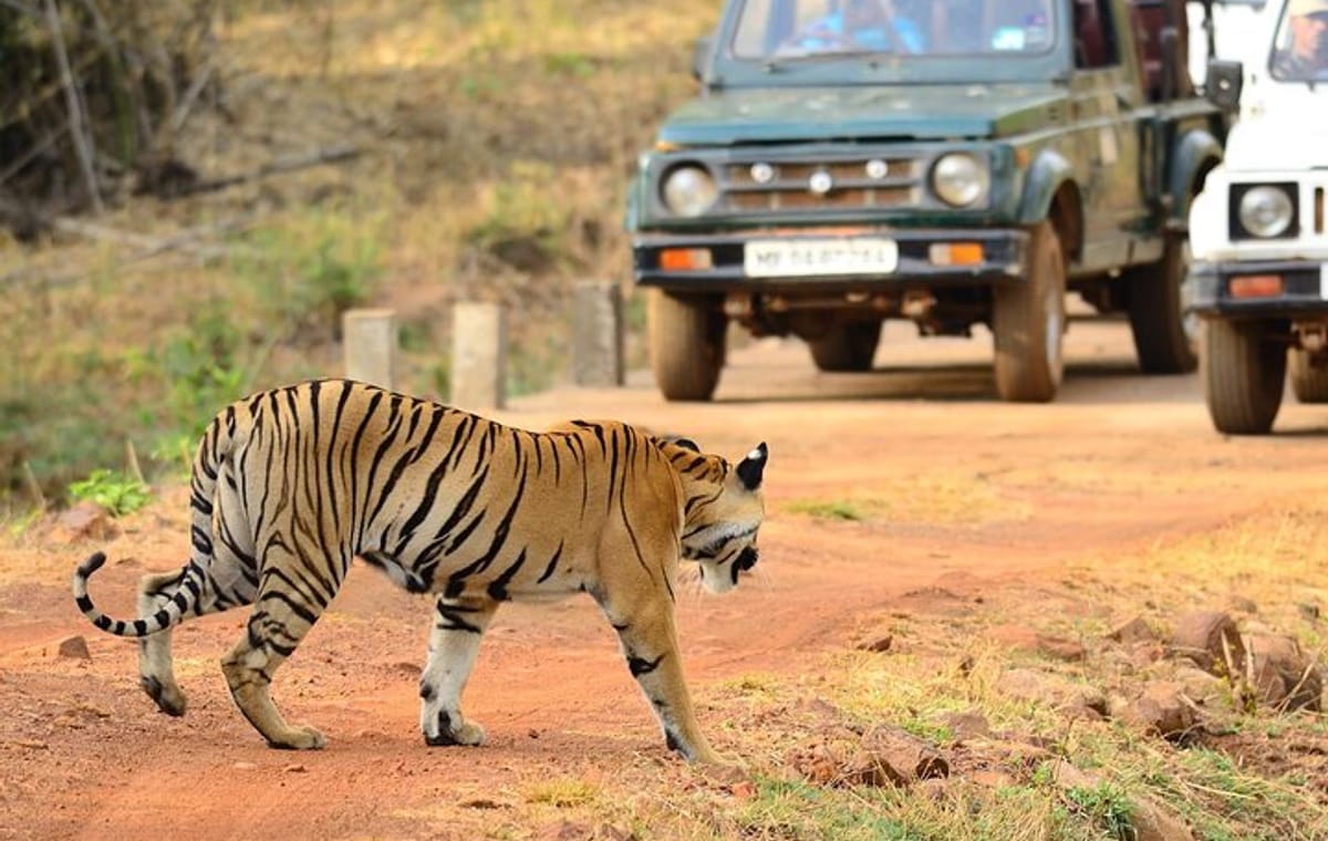 Nagpur to Vizag Tribal Villages & Tiger Safari