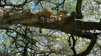 5-Day Tanzania Small Group Safari: Tarangire, Serengeti & Ngorongoro 5