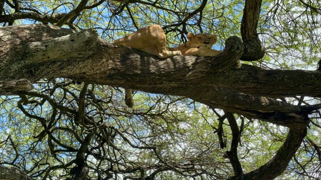 5-Day Tanzania Small Group Safari: Tarangire, Serengeti & Ngorongoro photo 5