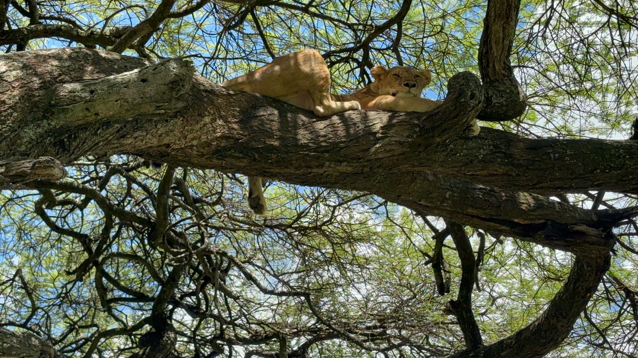 5-Day Tanzania Small Group Safari: Tarangire, Serengeti & Ngorongoro 5