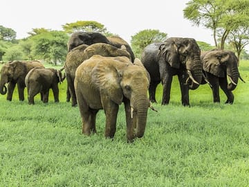 Guided Day Tour Tarangire Park