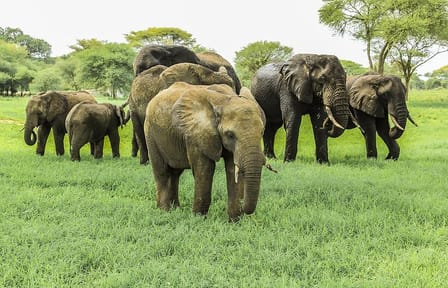 Tarangire National Park Guided Day Tour From Arusha