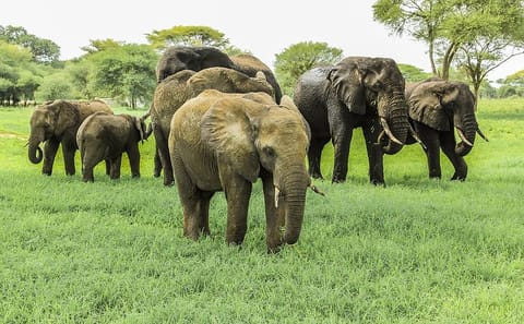 Guided Wildlife Tour of Tarangire National Park from Arusha